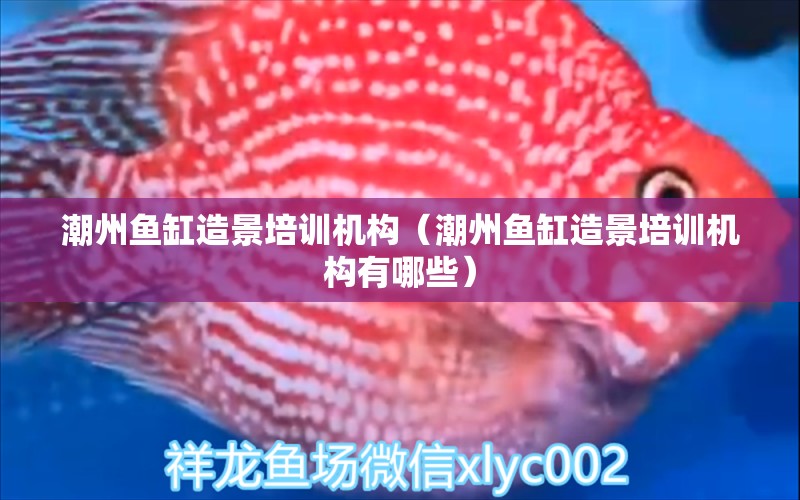 潮州魚缸造景培訓(xùn)機構(gòu)（潮州魚缸造景培訓(xùn)機構(gòu)有哪些）