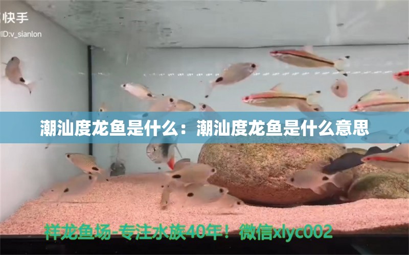 潮汕度龍魚是什么：潮汕度龍魚是什么意思