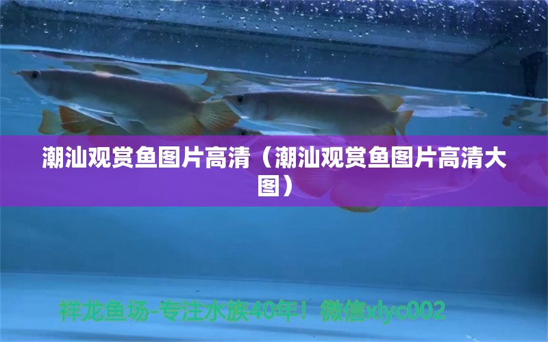 潮汕觀賞魚(yú)圖片高清（潮汕觀賞魚(yú)圖片高清大圖）