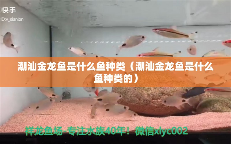 潮汕金龍魚是什么魚種類（潮汕金龍魚是什么魚種類的）