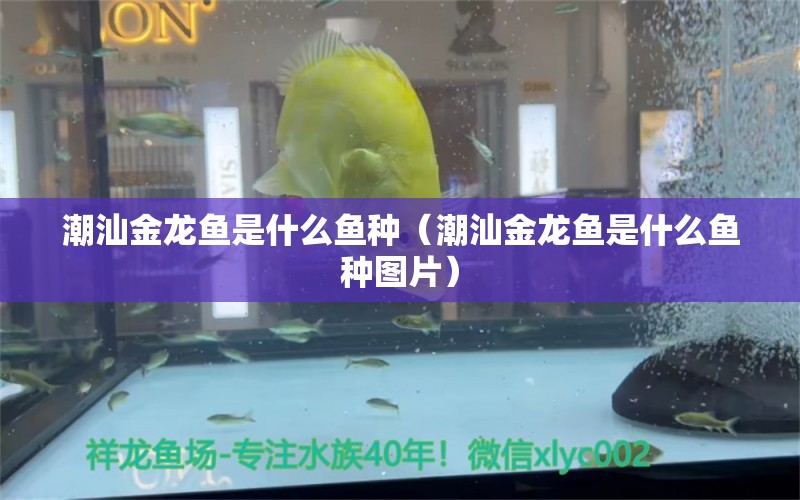 潮汕金龍魚是什么魚種（潮汕金龍魚是什么魚種圖片）