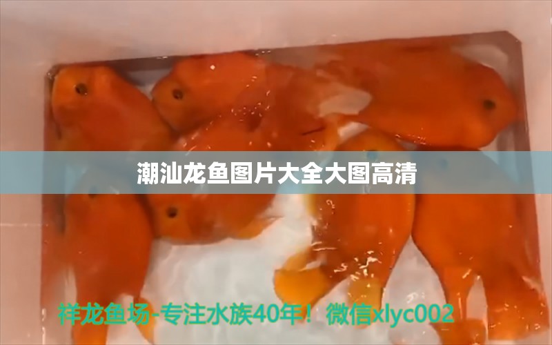 潮汕龍魚圖片大全大圖高清 祥龍魚場