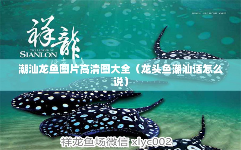 潮汕龍魚圖片高清圖大全（龍頭魚潮汕話怎么說(shuō)）