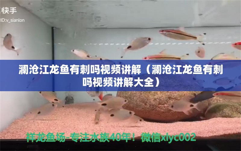 瀾滄江龍魚有刺嗎視頻講解（瀾滄江龍魚有刺嗎視頻講解大全）