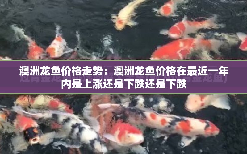 澳洲龍魚價格走勢：澳洲龍魚價格在最近一年內(nèi)是上漲還是下跌還是下跌 水族問答