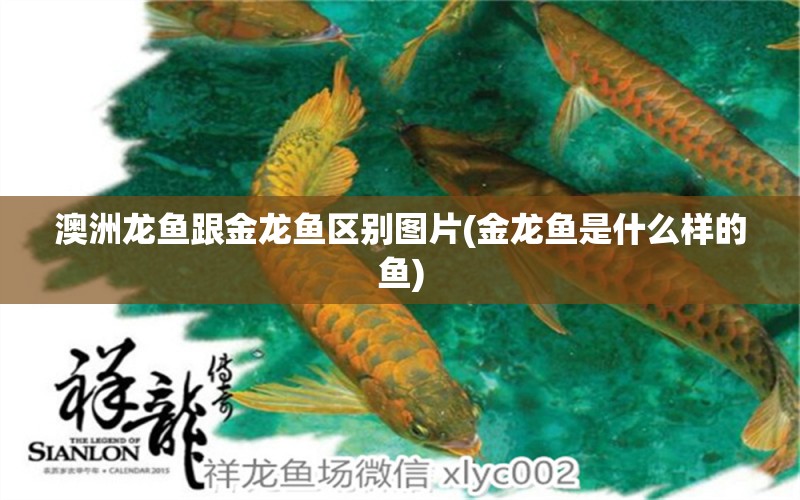 澳洲龍魚跟金龍魚區(qū)別圖片(金龍魚是什么樣的魚) 眼斑魚