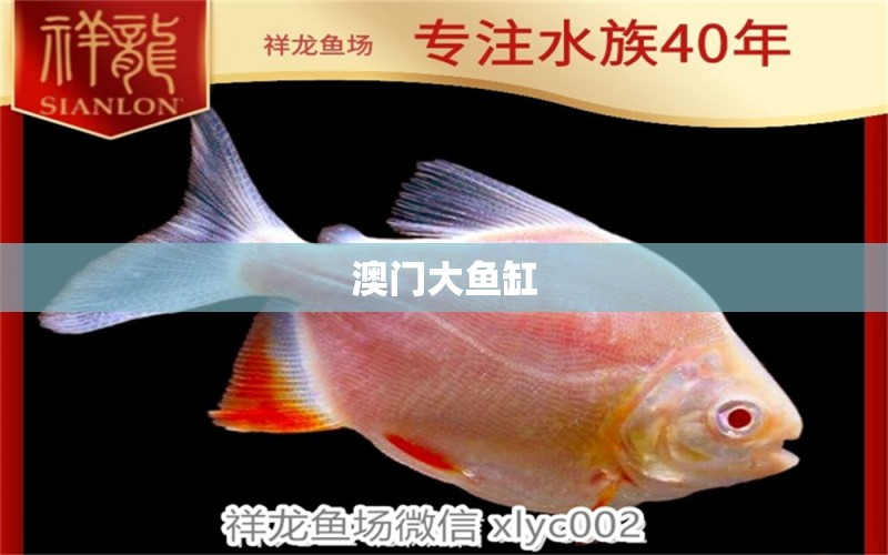 澳門大魚缸