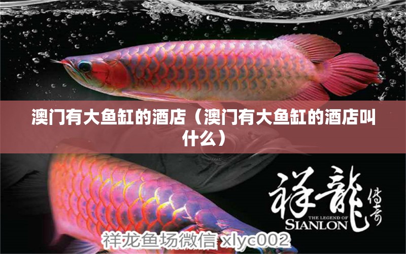 澳門有大魚缸的酒店（澳門有大魚缸的酒店叫什么）