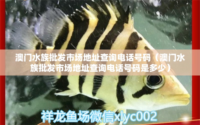 澳門水族批發(fā)市場地址查詢電話號(hào)碼（澳門水族批發(fā)市場地址查詢電話號(hào)碼是多少）