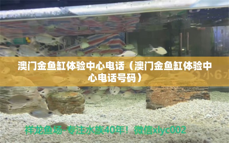 澳門金魚缸體驗中心電話（澳門金魚缸體驗中心電話號碼）