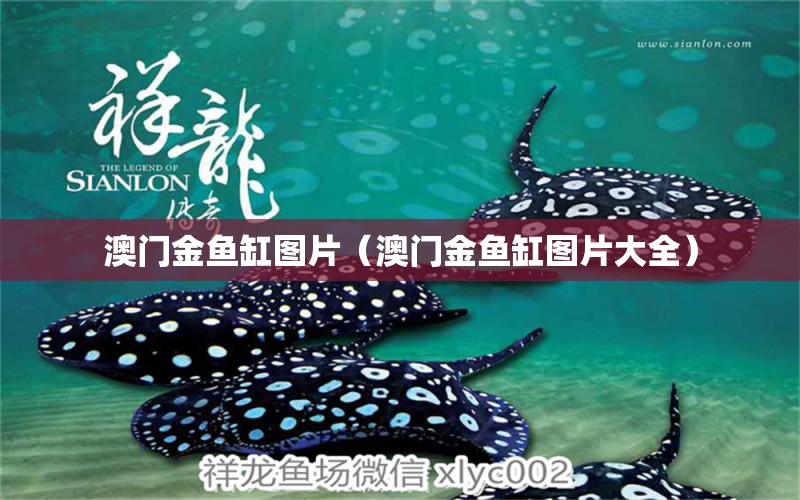 澳門金魚缸圖片（澳門金魚缸圖片大全）