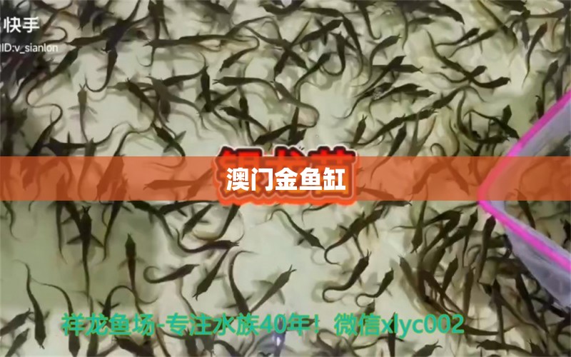 澳門金魚缸