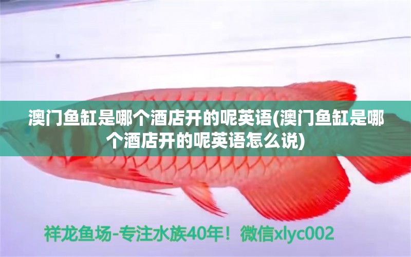 澳門魚缸是哪個(gè)酒店開的呢英語(yǔ)(澳門魚缸是哪個(gè)酒店開的呢英語(yǔ)怎么說) 黃金斑馬魚 第2張