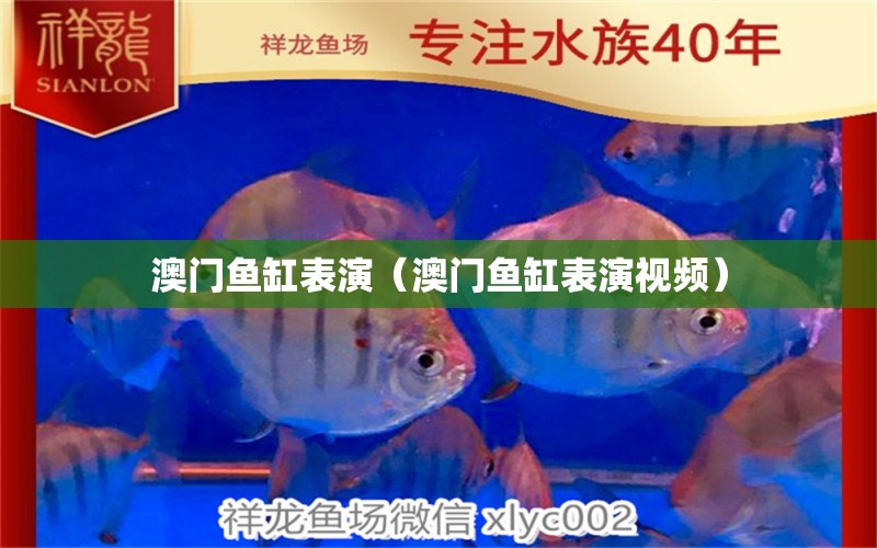 澳門魚缸表演（澳門魚缸表演視頻）