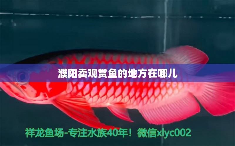 濮陽(yáng)賣觀賞魚的地方在哪兒