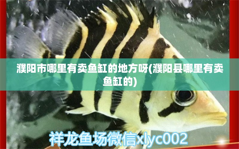 濮陽(yáng)市哪里有賣(mài)魚(yú)缸的地方呀(濮陽(yáng)縣哪里有賣(mài)魚(yú)缸的)