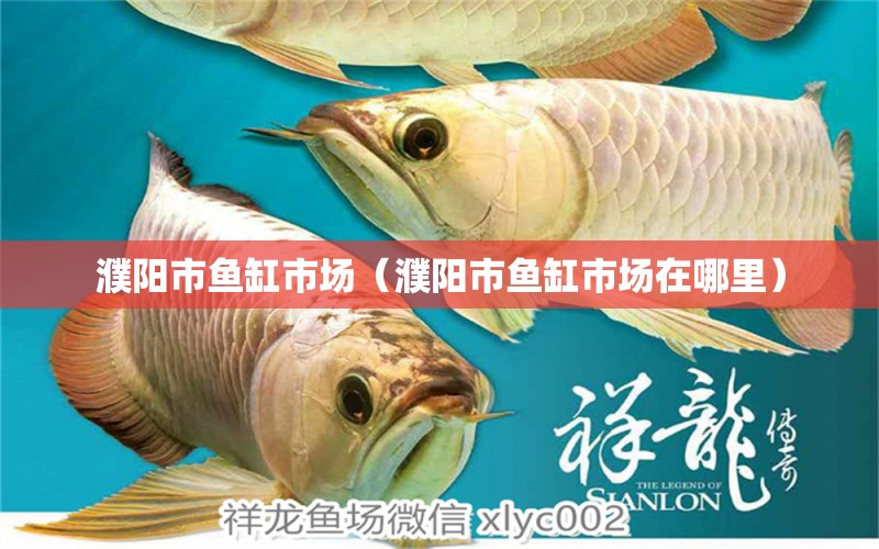 濮陽市魚缸市場（濮陽市魚缸市場在哪里）