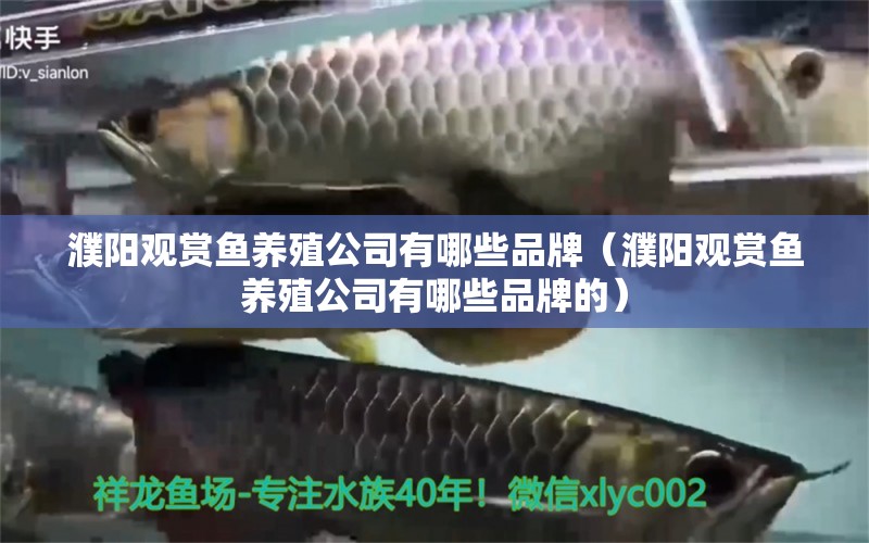 濮陽觀賞魚養(yǎng)殖公司有哪些品牌（濮陽觀賞魚養(yǎng)殖公司有哪些品牌的）