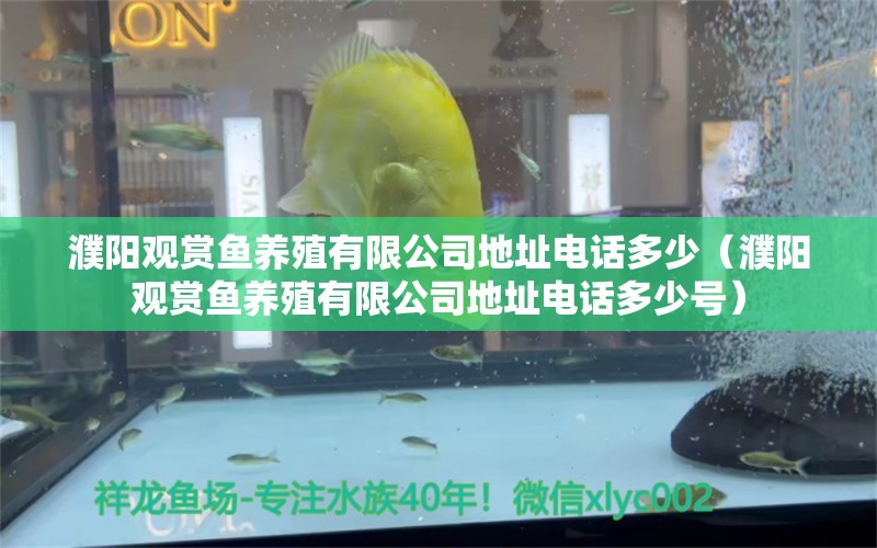 濮陽觀賞魚養(yǎng)殖有限公司地址電話多少（濮陽觀賞魚養(yǎng)殖有限公司地址電話多少號）