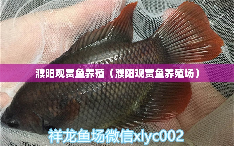 濮陽觀賞魚養(yǎng)殖（濮陽觀賞魚養(yǎng)殖場）