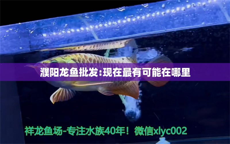 濮陽龍魚批發(fā):現(xiàn)在最有可能在哪里 龍魚批發(fā)