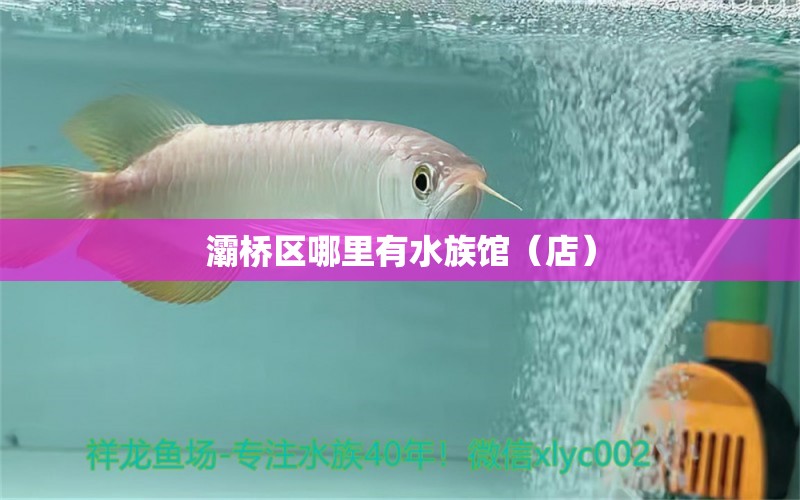 灞橋區(qū)哪里有水族館（店） 觀賞魚水族批發(fā)市場