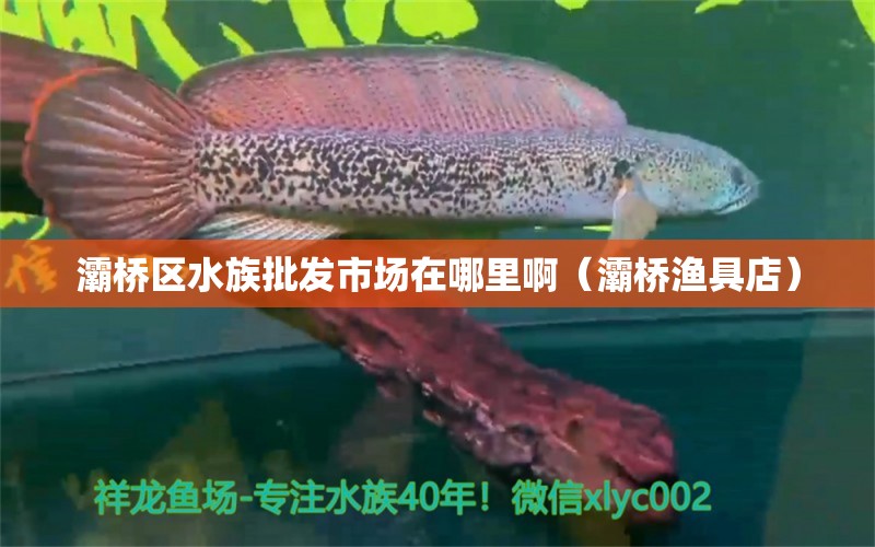 灞橋區(qū)水族批發(fā)市場在哪里?。ㄥ睒驖O具店）