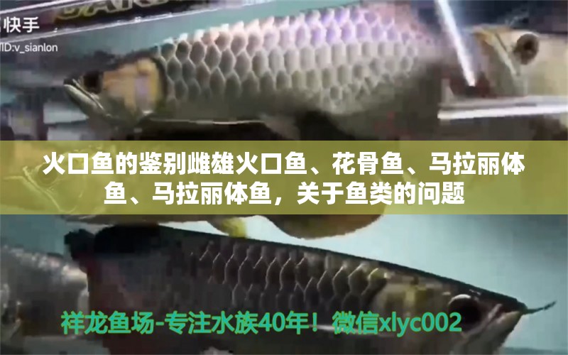 火口魚的鑒別雌雄火口魚、花骨魚、馬拉麗體魚、馬拉麗體魚，關(guān)于魚類的問題 金龍魚糧