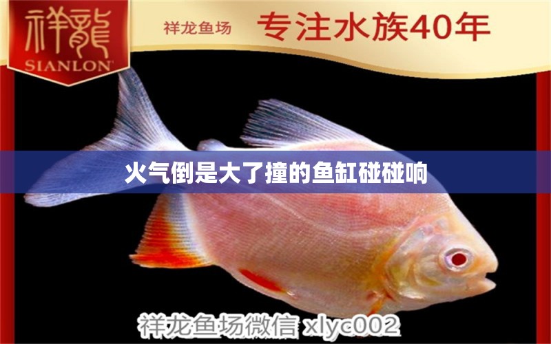 火氣倒是大了撞的魚缸碰碰響