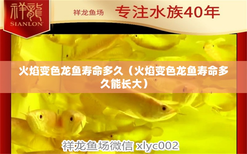 火焰變色龍魚(yú)壽命多久（火焰變色龍魚(yú)壽命多久能長(zhǎng)大） 廣州水族批發(fā)市場(chǎng)