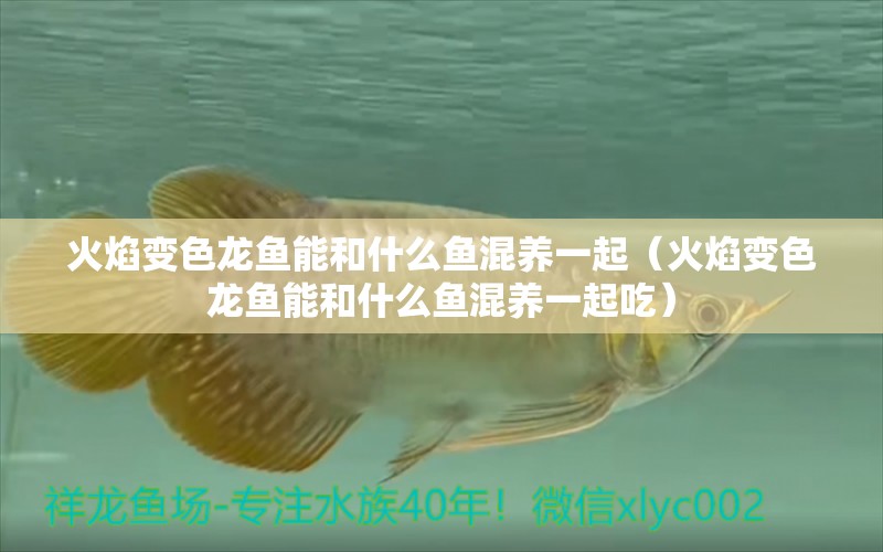 火焰變色龍魚能和什么魚混養(yǎng)一起（火焰變色龍魚能和什么魚混養(yǎng)一起吃）