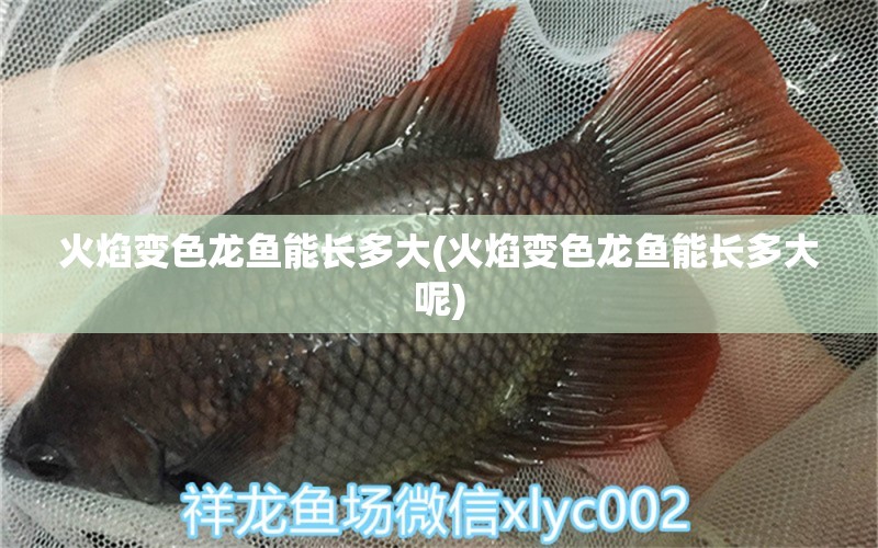 火焰變色龍魚(yú)能長(zhǎng)多大(火焰變色龍魚(yú)能長(zhǎng)多大呢) 照明器材