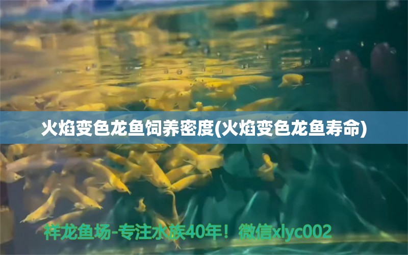 火焰變色龍魚飼養(yǎng)密度(火焰變色龍魚壽命) 朱巴利魚