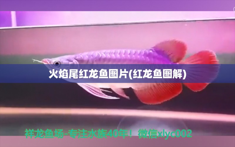 火焰尾紅龍魚圖片(紅龍魚圖解)