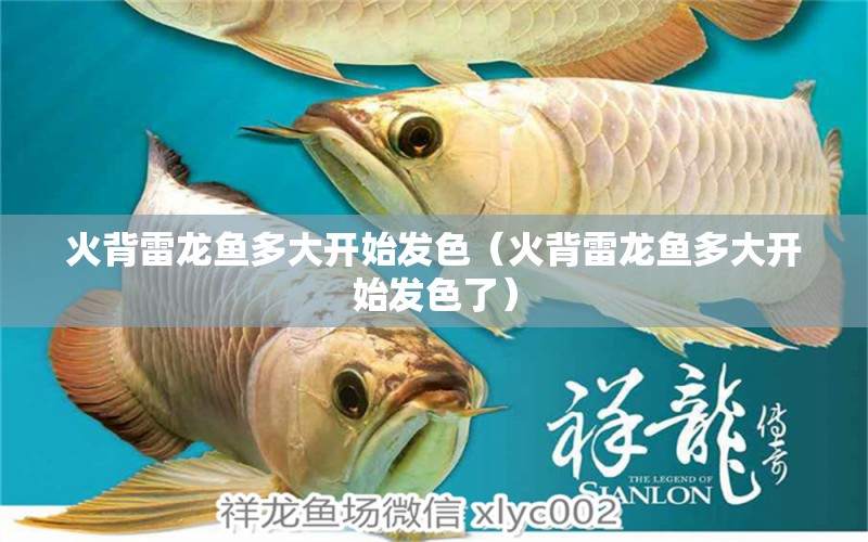 火背雷龍魚(yú)多大開(kāi)始發(fā)色（火背雷龍魚(yú)多大開(kāi)始發(fā)色了）