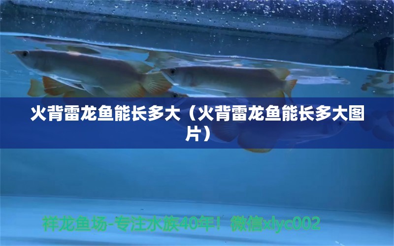 火背雷龍魚能長多大（火背雷龍魚能長多大圖片）