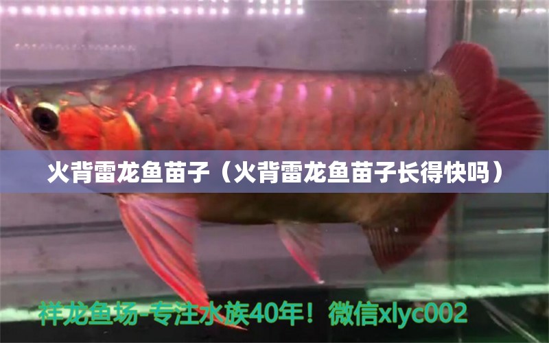 火背雷龍魚苗子（火背雷龍魚苗子長得快嗎） 錦鯉池魚池建設(shè)