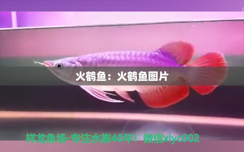 火鶴魚(yú)：火鶴魚(yú)圖片