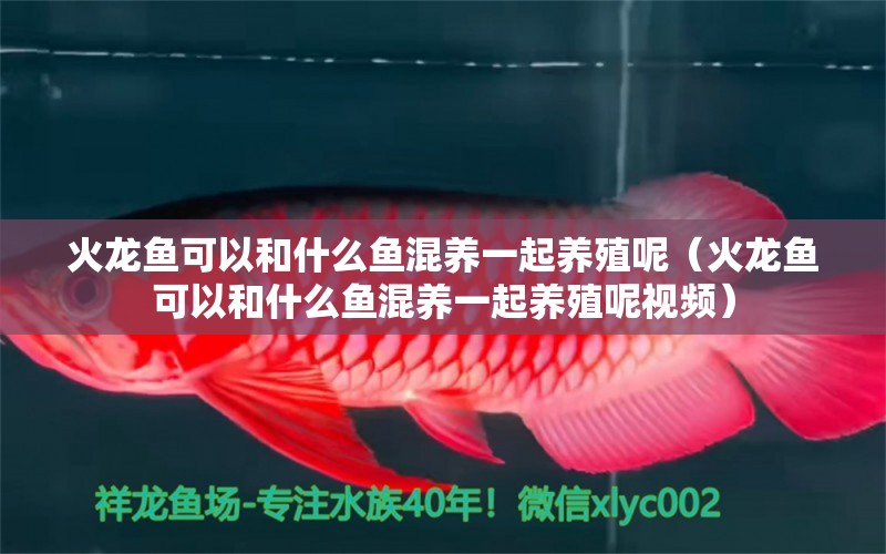 火龍魚可以和什么魚混養(yǎng)一起養(yǎng)殖呢（火龍魚可以和什么魚混養(yǎng)一起養(yǎng)殖呢視頻）