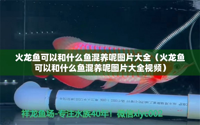 火龍魚可以和什么魚混養(yǎng)呢圖片大全（火龍魚可以和什么魚混養(yǎng)呢圖片大全視頻）