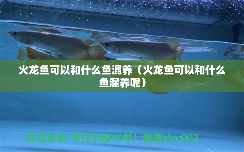 火龍魚可以和什么魚混養(yǎng)（火龍魚可以和什么魚混養(yǎng)呢）