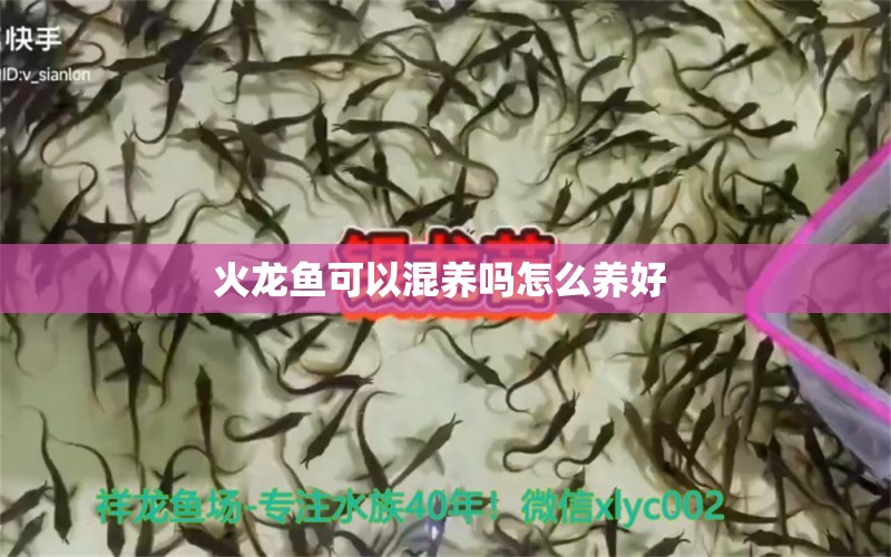 火龍魚可以混養(yǎng)嗎怎么養(yǎng)好 