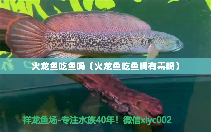 火龍魚吃魚嗎（火龍魚吃魚嗎有毒嗎）