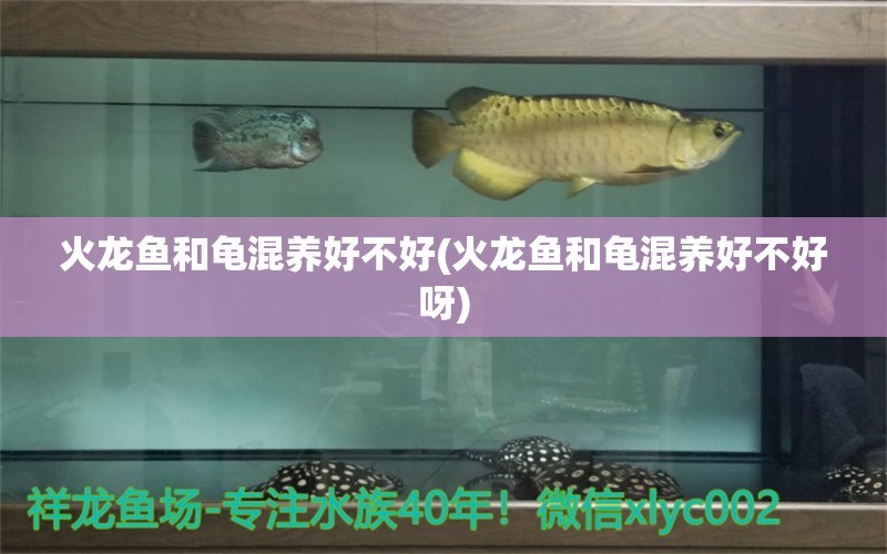 火龍魚和龜混養(yǎng)好不好(火龍魚和龜混養(yǎng)好不好呀) 烏龜