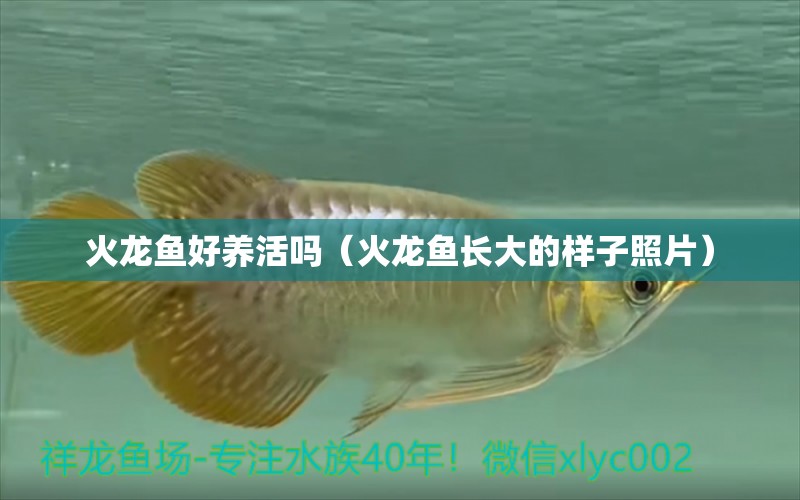 火龍魚好養(yǎng)活嗎（火龍魚長(zhǎng)大的樣子照片） 祥龍水族醫(yī)院