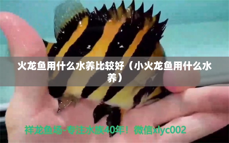 火龍魚用什么水養(yǎng)比較好（小火龍魚用什么水養(yǎng)）