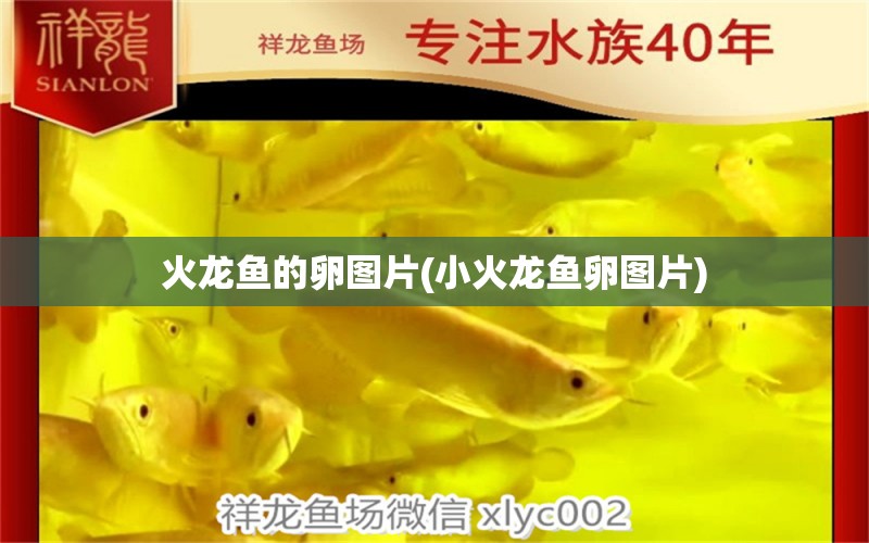 火龍魚的卵圖片(小火龍魚卵圖片) B級(jí)過背金龍魚