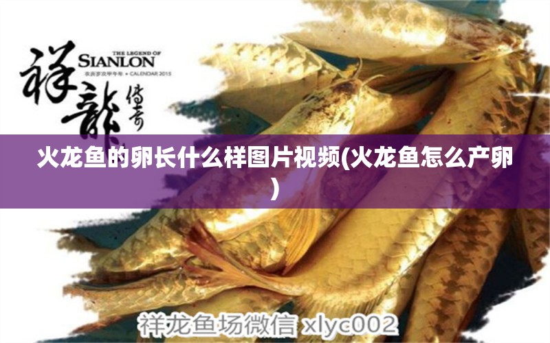 火龍魚的卵長什么樣圖片視頻(火龍魚怎么產(chǎn)卵) 女王大帆魚苗