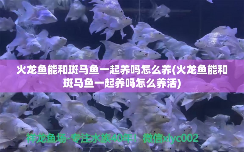 火龍魚能和斑馬魚一起養(yǎng)嗎怎么養(yǎng)(火龍魚能和斑馬魚一起養(yǎng)嗎怎么養(yǎng)活) 祥龍龍魚專用水族燈