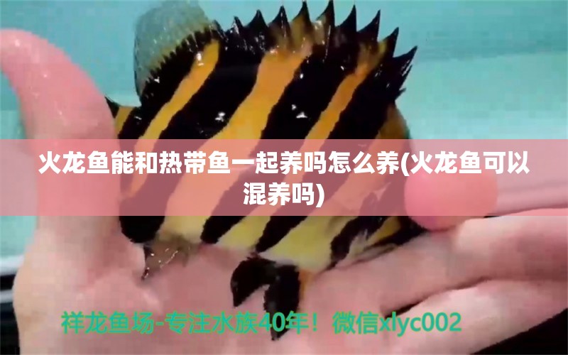 火龍魚能和熱帶魚一起養(yǎng)嗎怎么養(yǎng)(火龍魚可以混養(yǎng)嗎) 帝王三間魚